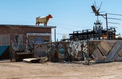 Cow on Roof, Bombay Beach