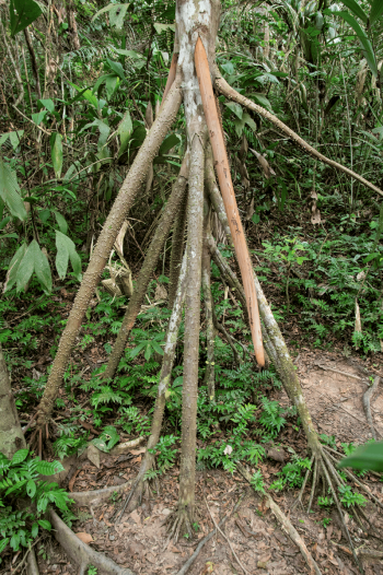 Walking tree, Amazon basin, Peru
