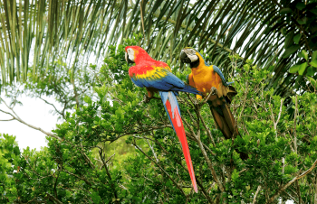 Rare birds, Amazon basin, Peru