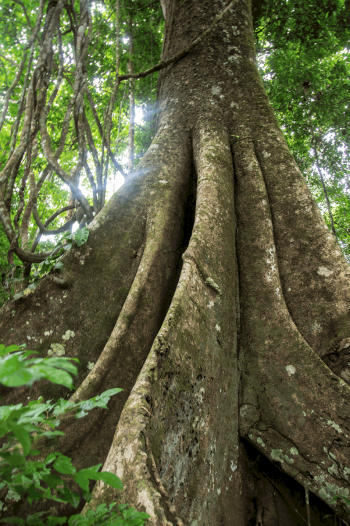 Enormous tree, Amazon basin, Peru