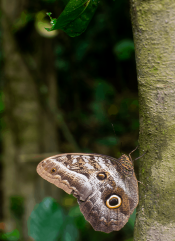 Resting moth, Amazon basin, Peru