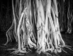 Hawaii-Banyon-Tree