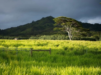 Pasture-Kauai