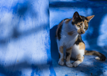 Chefchaouen (Blue City) cat