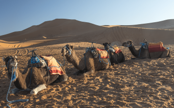 Sahara desert camels