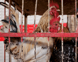 Captive chickens -  Fes medina