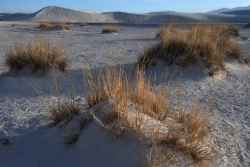 Desert-Weeds-White-Sands-NM