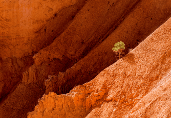 Lone Tree in Queen's Garden - Bryce Canyon