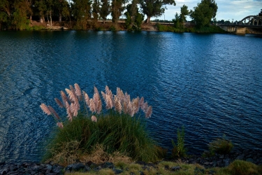 Sacramento river water flowers