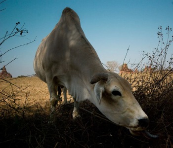 Burmese cow Rangoon