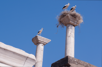 Stork nests, Old Roman city of Ephesus, Turkey
