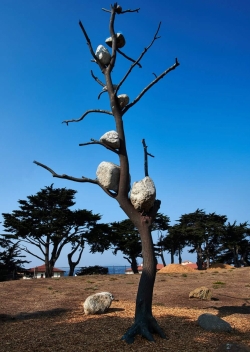 Rock Tree, Presidio, SF