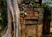Forrest Temple Angkor Tom